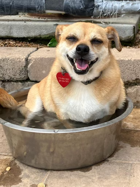 happy dog in bowl